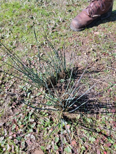 iNaturalist observation photo of Spreading Rush
