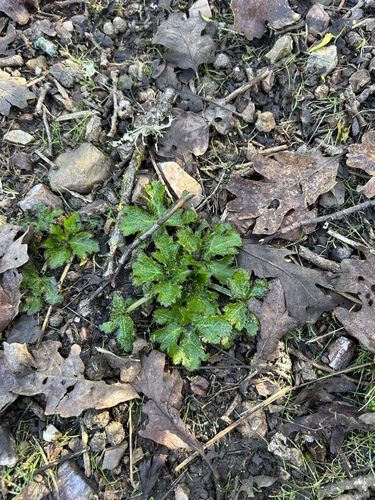 iNaturalist observation photo of Pacific Sanicle