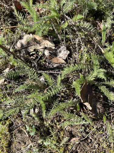iNaturalist observation photo of common yarrow