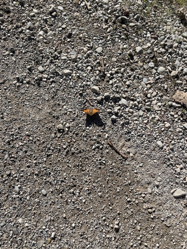 iNaturalist observation photo of California Tortoiseshell
