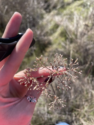 iNaturalist observation photo of common yarrow