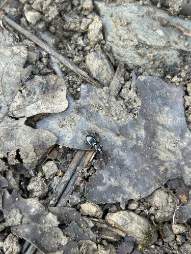 iNaturalist observation photo of Promecognathus laevissimus
