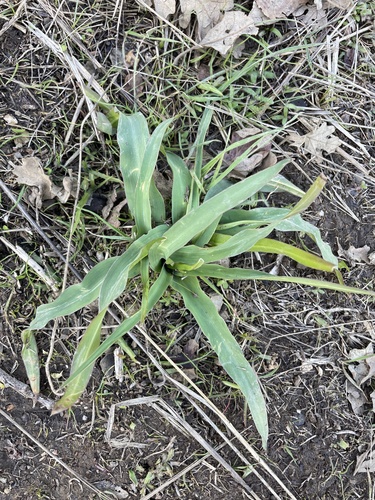 iNaturalist observation photo of wavy-leafed soap plant