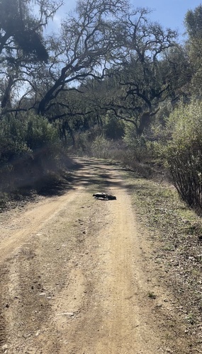 iNaturalist observation photo of Striped Skunk