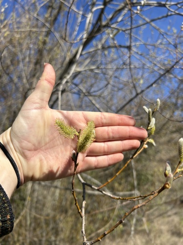 iNaturalist observation photo of Willows