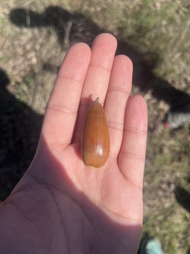iNaturalist observation photo of Dumosae