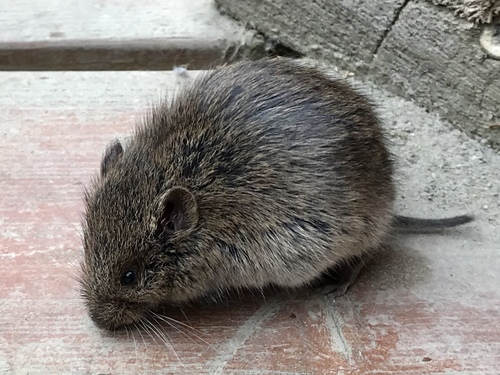 East European Gray Vole