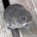 East European Vole - Photo (c) jancat, all rights reserved
