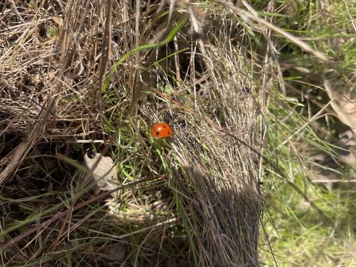 iNaturalist observation photo of Seven-spotted Lady Beetle