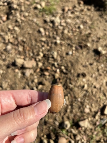 iNaturalist observation photo of oaks