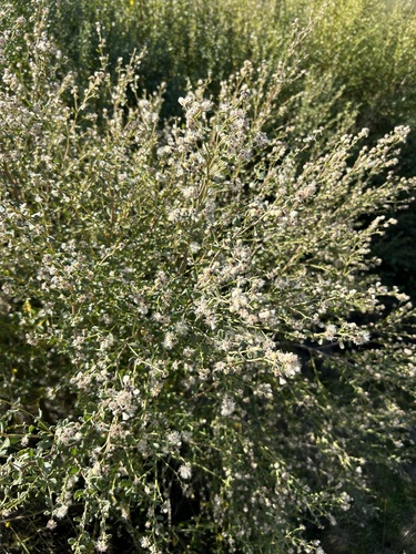 iNaturalist observation photo of coyote brush