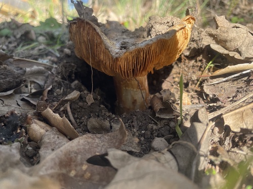 iNaturalist observation photo of Fungi Including Lichens