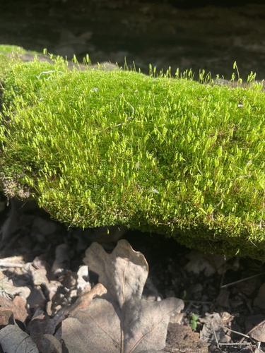iNaturalist observation photo of Tufted Thread-moss