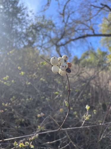 iNaturalist observation photo of snowberries