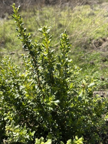iNaturalist observation photo of coyote brush
