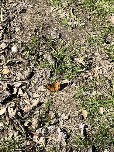 iNaturalist observation photo of California Tortoiseshell