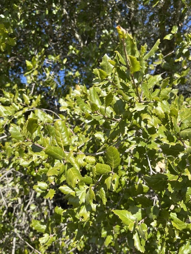 iNaturalist observation photo of American subevergreen oak complex
