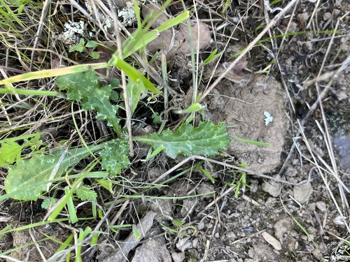 iNaturalist observation photo of plumeless thistles