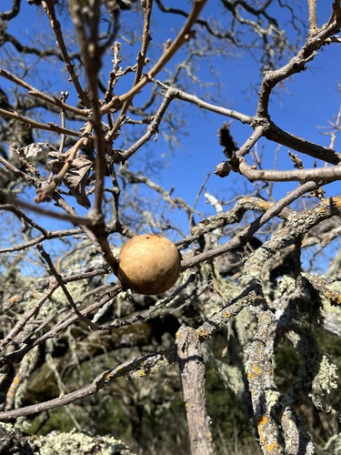 iNaturalist observation photo of Oak Gall Wasps