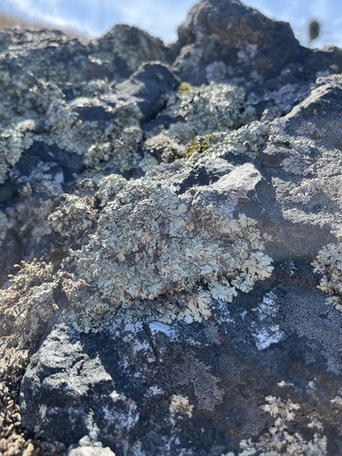 iNaturalist observation photo of rock shield lichens