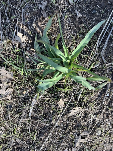iNaturalist observation photo of wavy-leafed soap plant