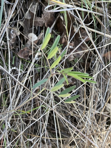 iNaturalist observation photo of Vetches