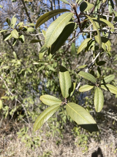 iNaturalist observation photo of False-Buckthorns
