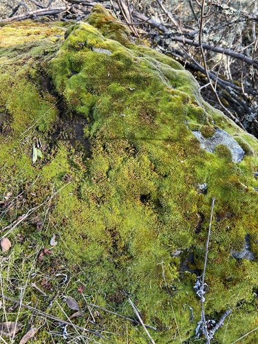 iNaturalist observation photo of Grimmia Dry Rock Moss