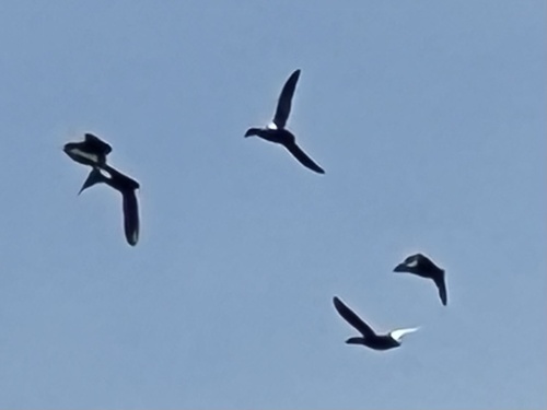 iNaturalist observation photo of Snow Goose