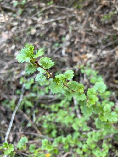 iNaturalist observation photo of currants and gooseberries