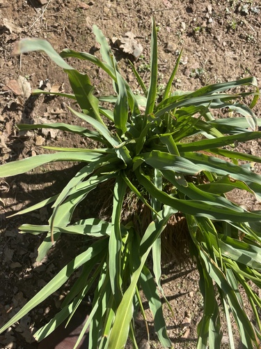 iNaturalist observation photo of wavy-leafed soap plant
