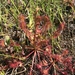 Drosera × eloisiana - Photo (c) Kevin Gevaert, todos los derechos reservados, uploaded by Kevin Gevaert