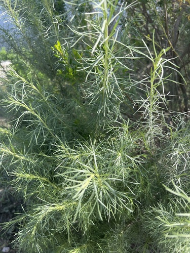 iNaturalist observation photo of California sagebrush