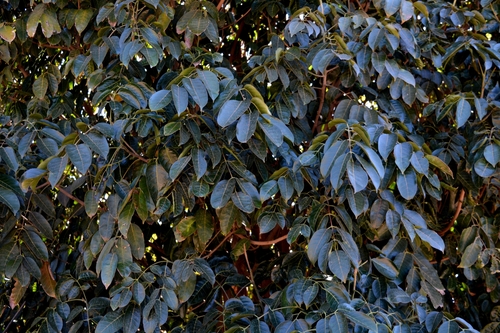 Canarium oleosum