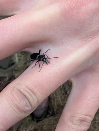 iNaturalist observation photo of Promecognathus