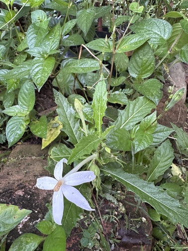 Star of Bethlehem