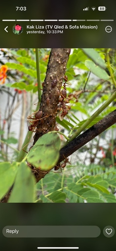 Asian Weaver Ant