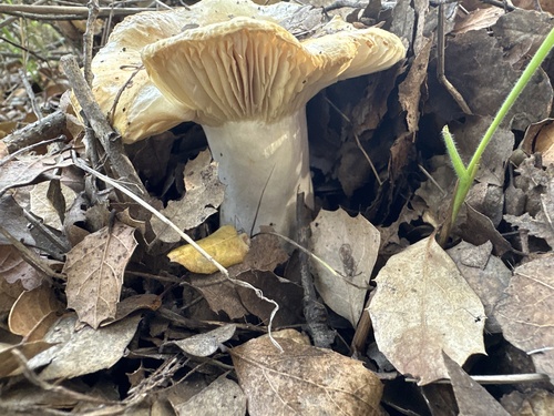 iNaturalist observation photo of Pocket-stalked russula