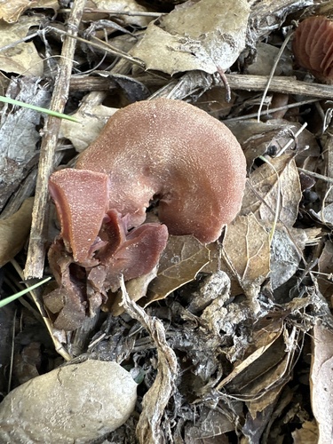 iNaturalist observation photo of Deceivers