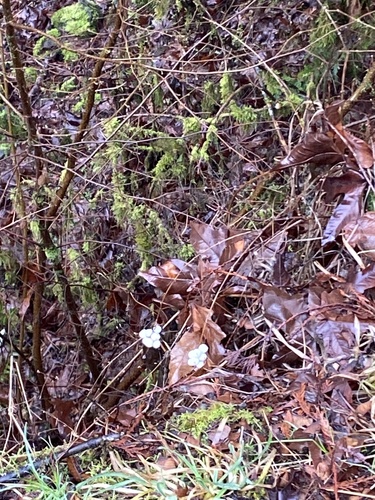 Creeping Snowberry winter