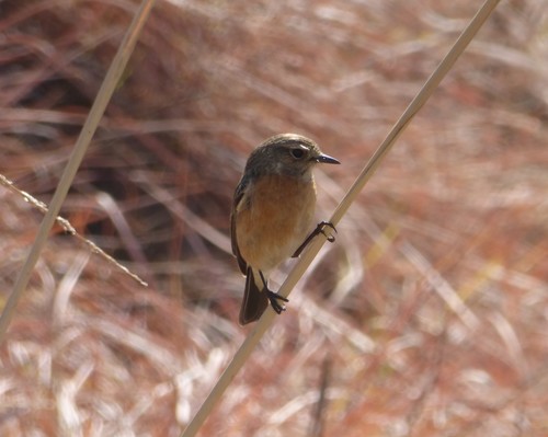 African Stonechat