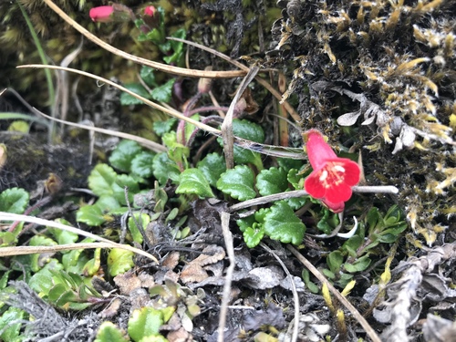 Ourisia