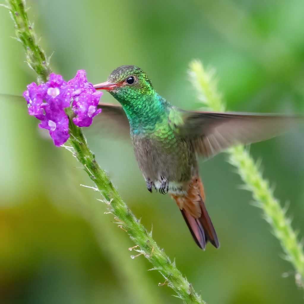 Rufous-tailed Hummingbird photo