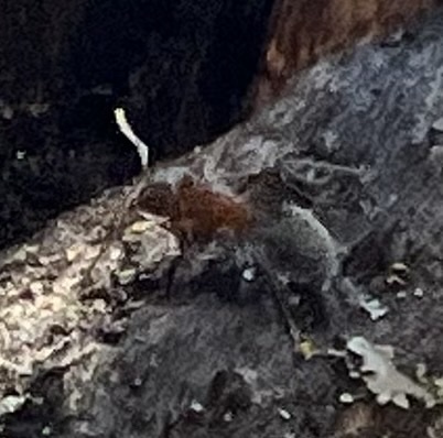 iNaturalist observation photo of Western Velvety Tree Ant