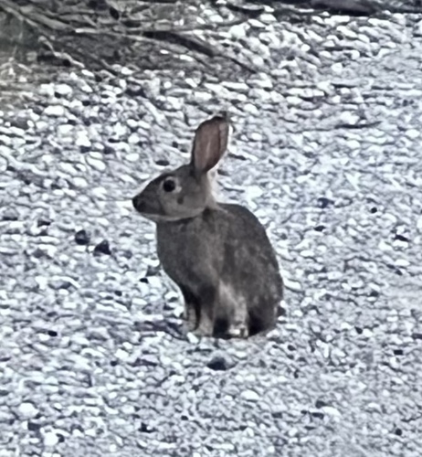 iNaturalist observation photo of Cottontail Rabbits