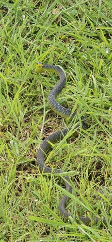 Common Tree Snake sighting