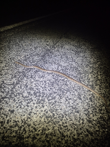 Children's Pythons sighting