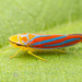 Graphocephala coccinea - Photo (c) Clarence Holmes, todos os direitos reservados