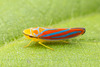 Red-banded Leafhopper - Photo (c) Clarence Holmes, all rights reserved