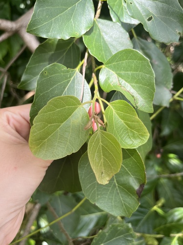 Cordia dichotoma G.Forst.